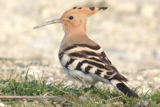 Hoopoe
