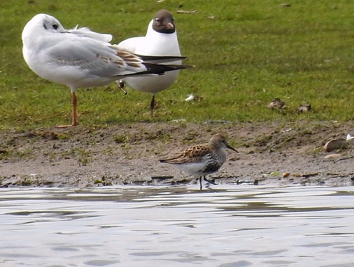 Dunlin