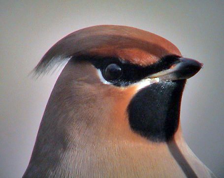 Waxwing