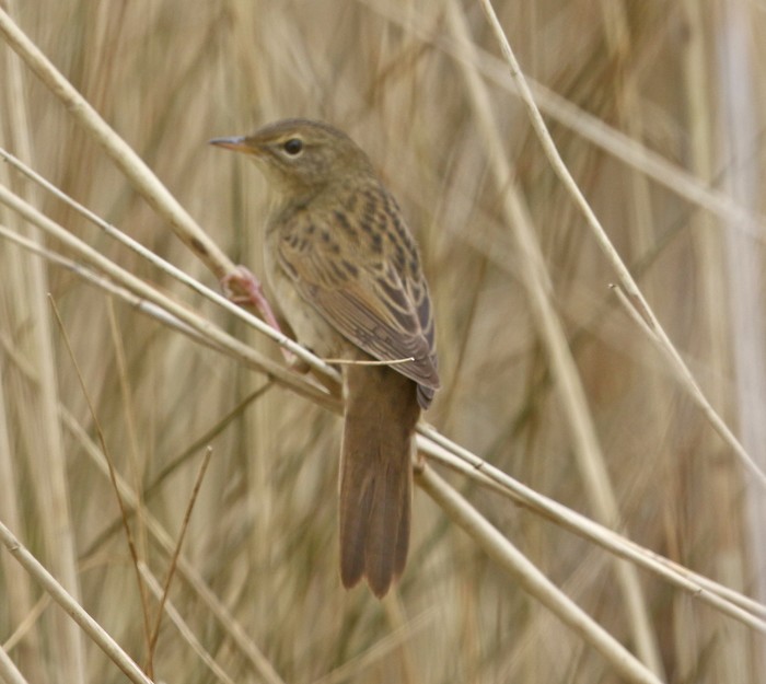 Grasshopper Warbler
