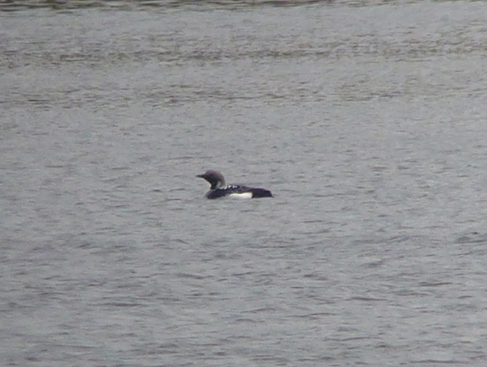 Black-throated Diver