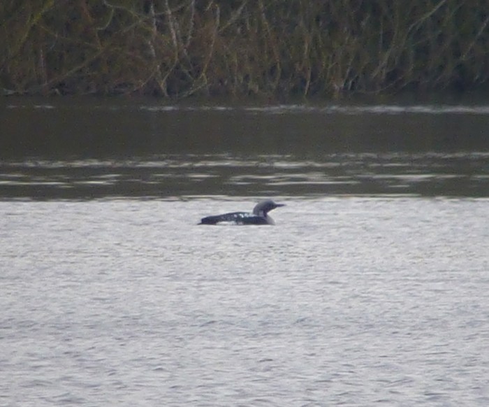 Black-throated Diver