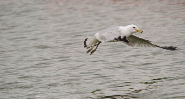 Ring-billed Gull