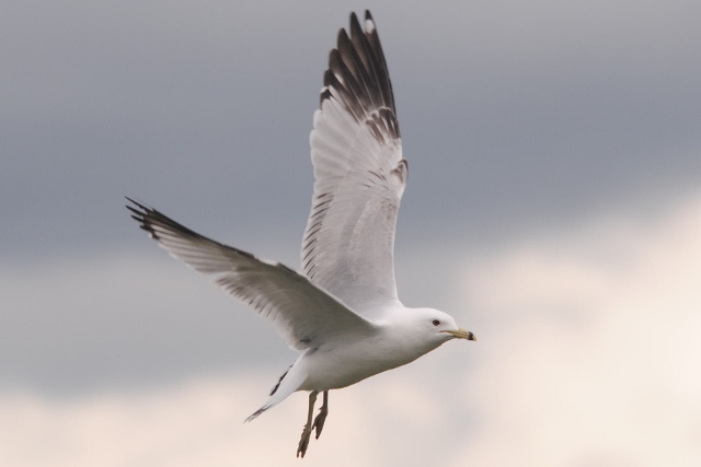 Ring-billed Gull