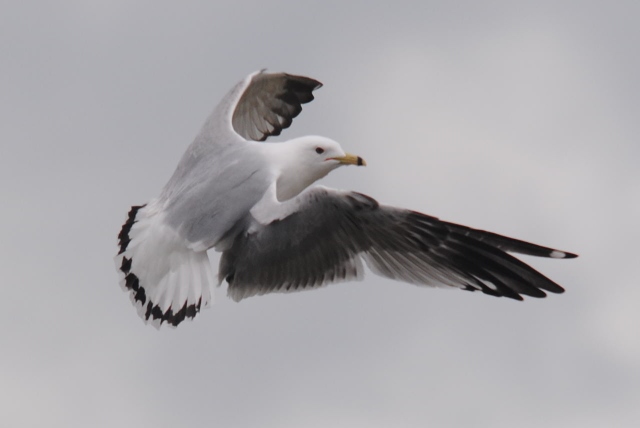 Ring-billed Gull