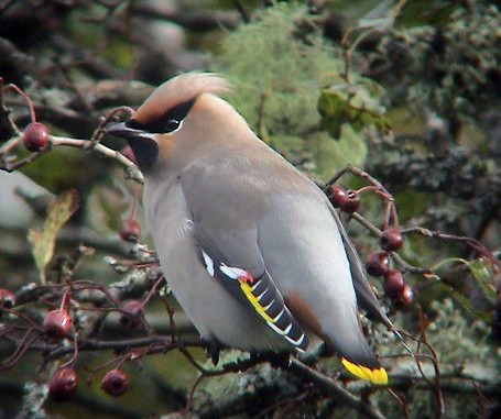 Waxwing