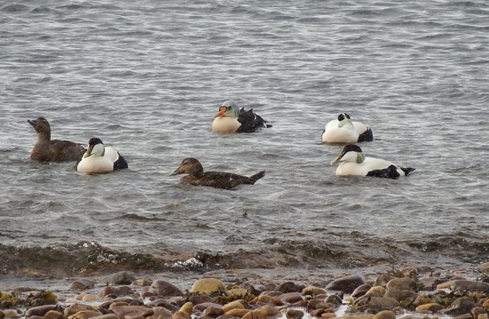 King Eider