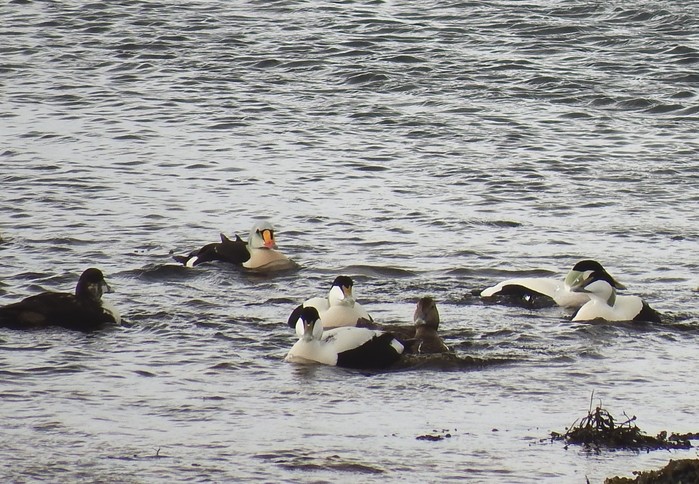 King Eider