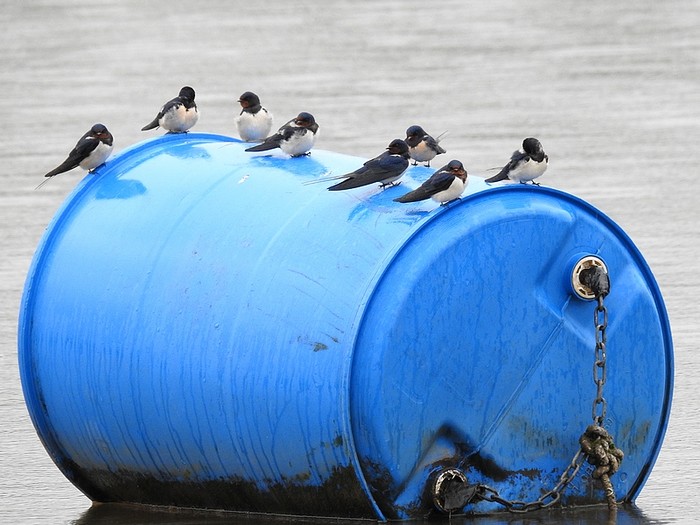 Swallow