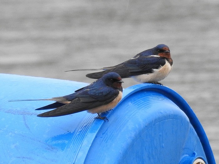 Swallow