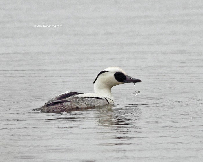 Smew