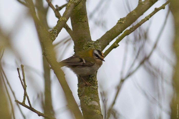 Firecrest