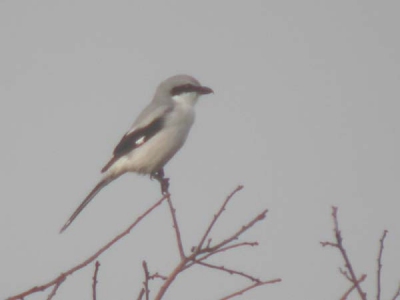 Great Grey Shrike