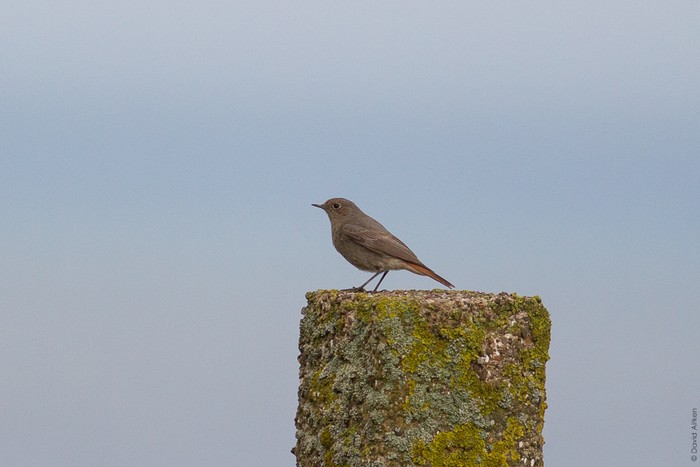Black Redstart
