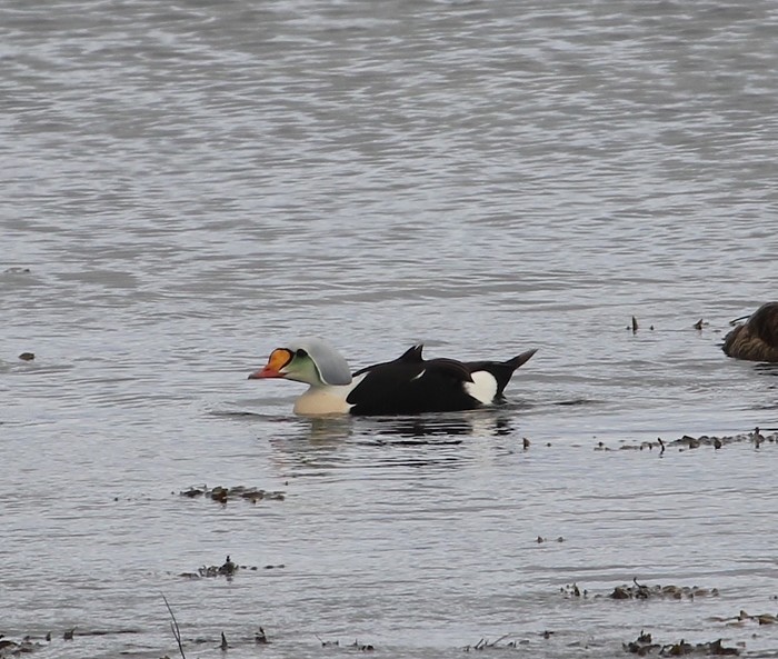 King Eider