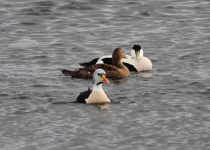 King Eider