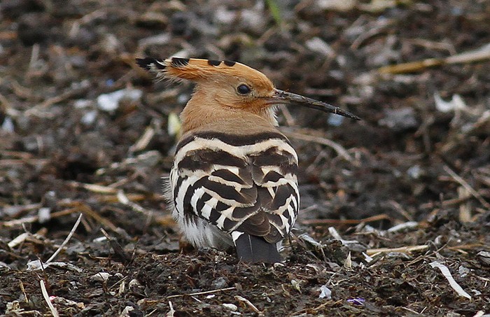 Hoopoe