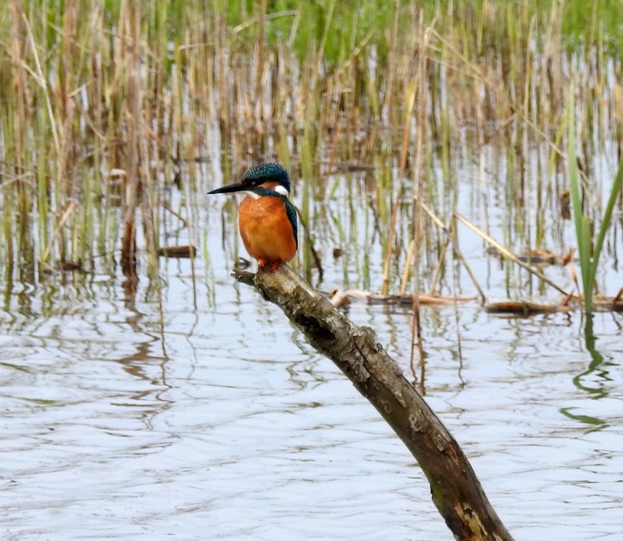 Kingfisher