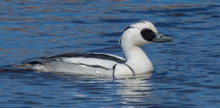 Smew