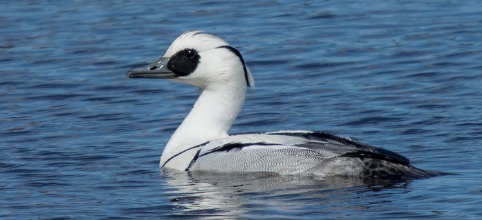 Smew