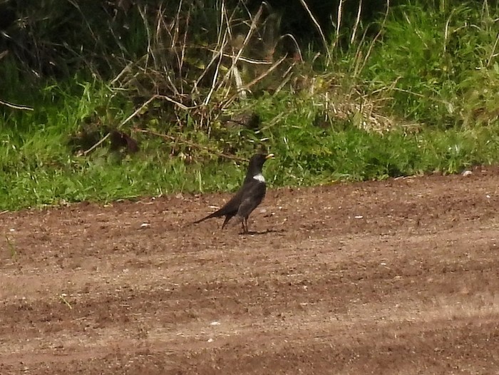 Ring Ouzel