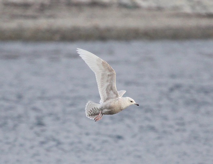 Iceland Gull