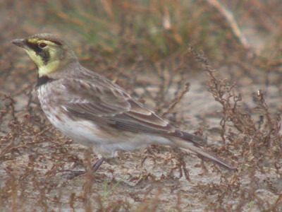 Shorelark