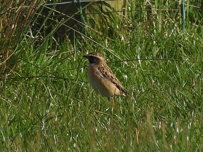 Whinchat
