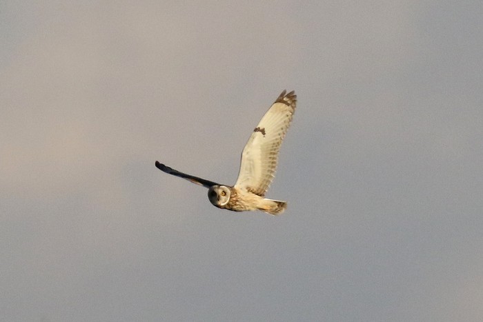 Short-eared Owl