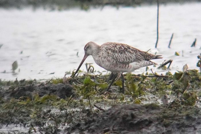 Bar-tailed Godwit
