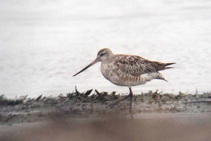 Bar-tailed Godwit