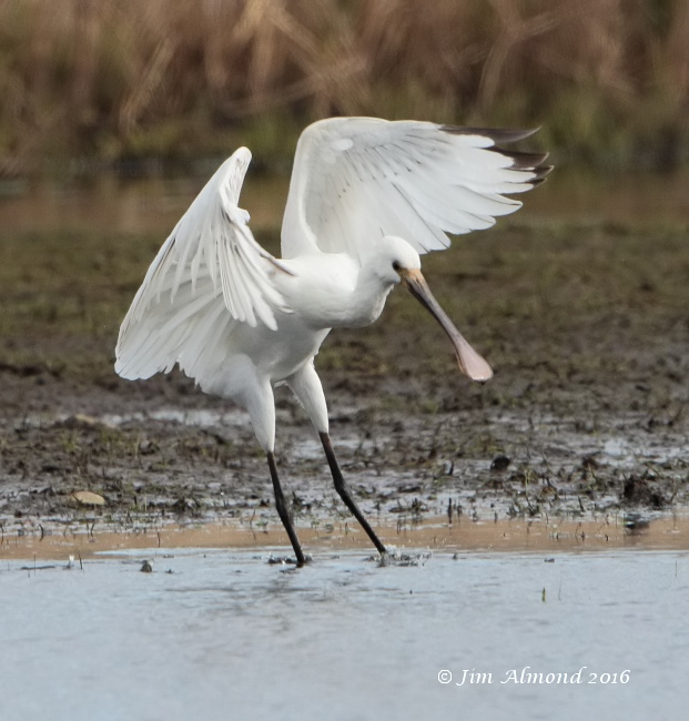 Spoonbill