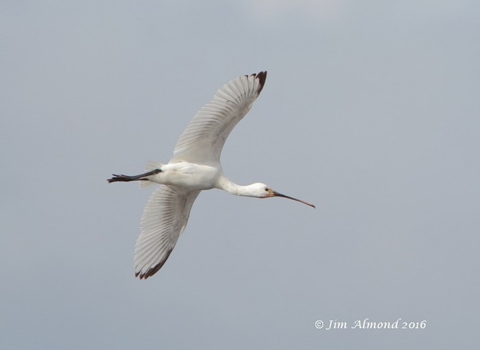 Spoonbill