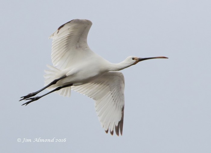 Spoonbill