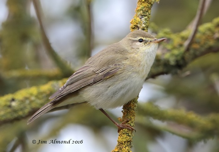 Willow Warbler