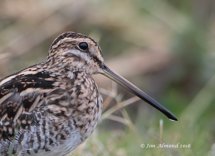 Snipe