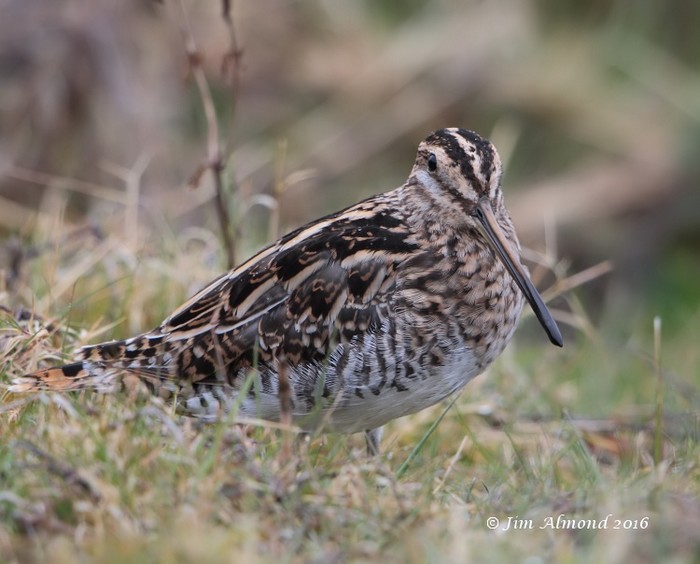 Snipe