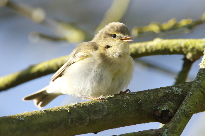 Iberian Chiffchaff