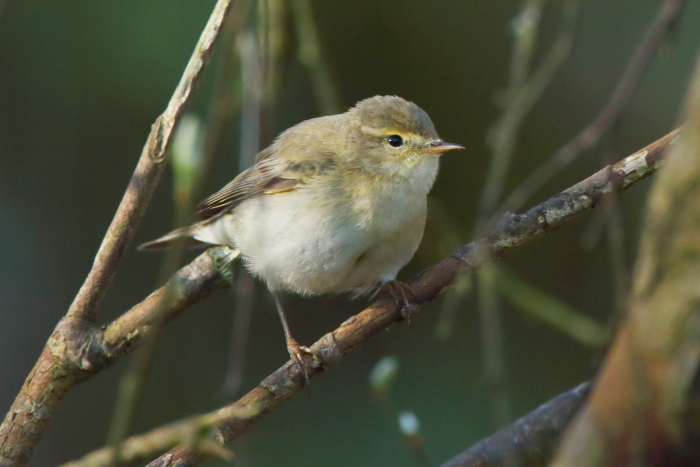 Iberian Chiffchaff