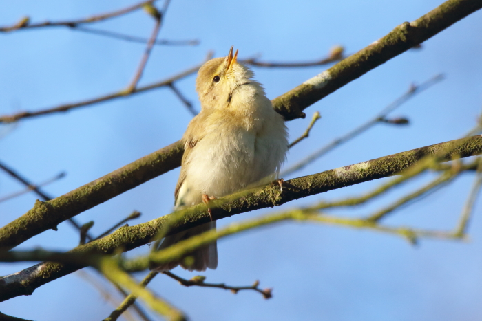 Iberian Chiffchaff