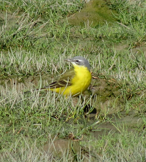 Blue-headed Wagtail
