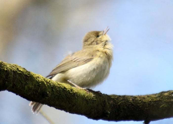 Iberian Chiffchaff
