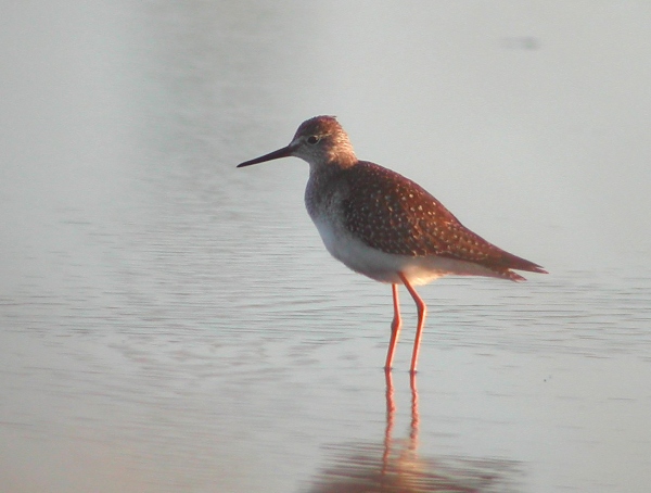 Lesser Yellowlegs