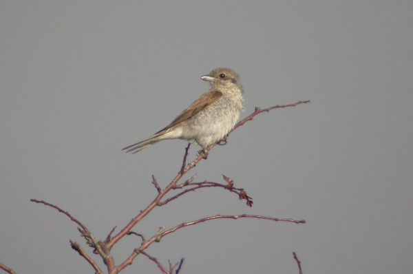 Red-backed Shrike