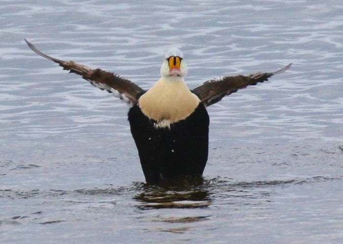 King Eider