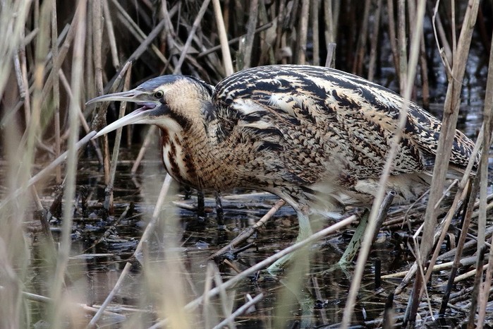 Bittern