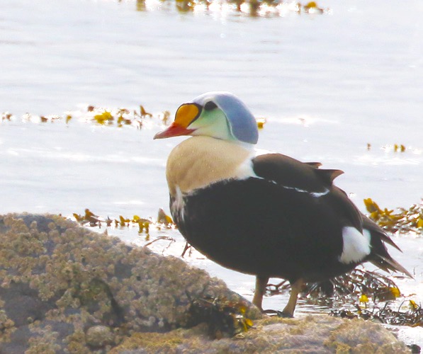 King Eider