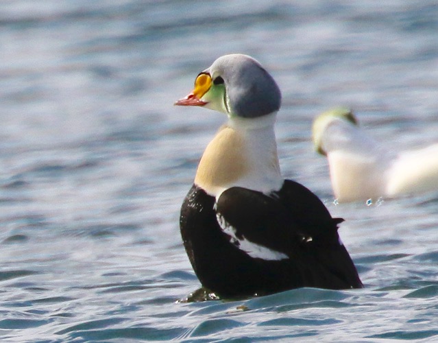 King Eider