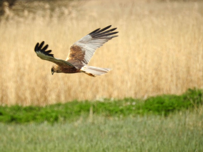 Marsh Harrier