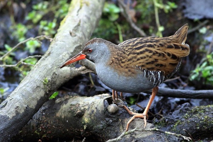 Water Rail